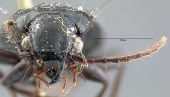 Media type: image;   Entomology 5629 Aspect: head frontal view
